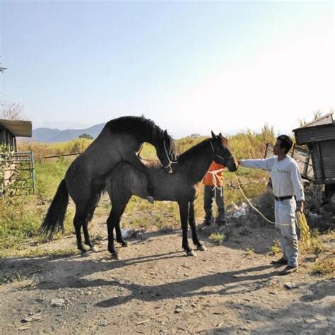 sexo entre caballos|Enorme caballo montando a una caliente yegua